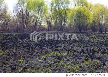Blasted field after a fire. 53727591