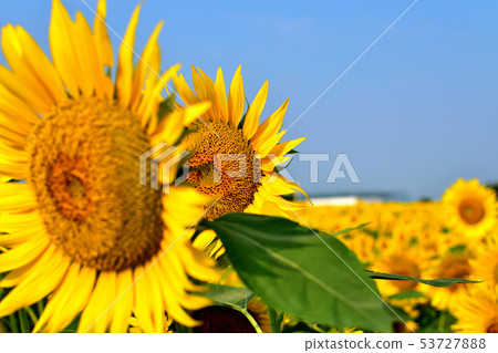 Sunflowers in full bloom at the sun 53727888