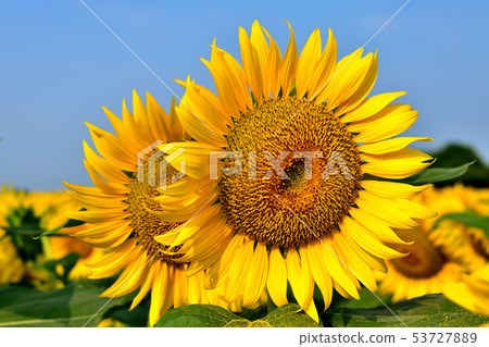 Sunflowers in full bloom at the sun 53727889