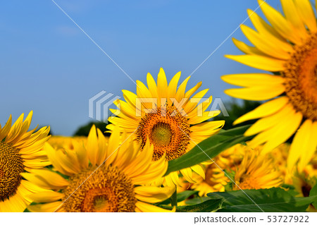 Sunflowers in full bloom at the sun Sunflowers in full bloom at the sun 53727922
