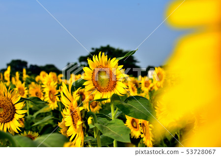 Sunflowers in full bloom at the sun 53728067
