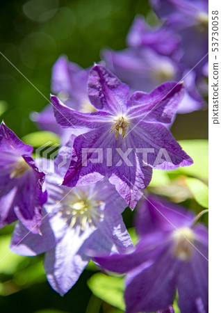 Vichycera鐵線蓮屬sorina花 Vichycera鐵線蓮屬sorina花 53730058