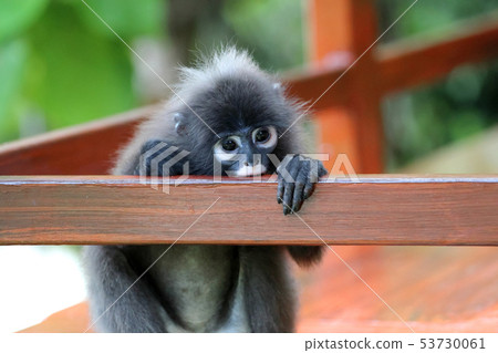 Cute Monkey or Dusky langur sitting on the balcony 53730061