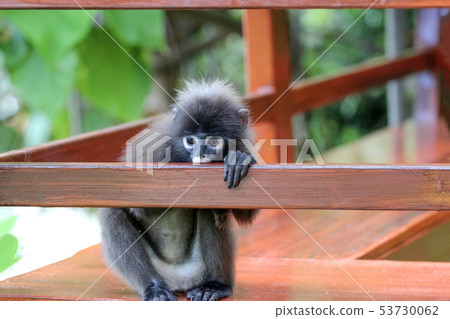 Cute Monkey or Dusky langur sitting on the balcony Cute Monkey or Dusky langur sitting on the balcony 53730062