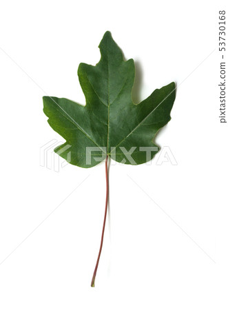 closeup of plant leaf on white background closeup of plant leaf on white background 53730168