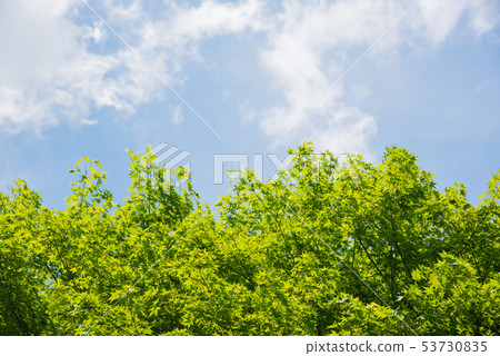 在藍天發光的樹 在藍天發光的樹 53730835