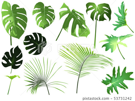Tropical Leaves Set Tropical Leaves Set 53731242