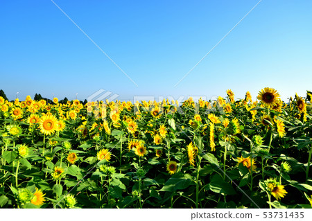 向日葵喜歡開花往藍天 53731435