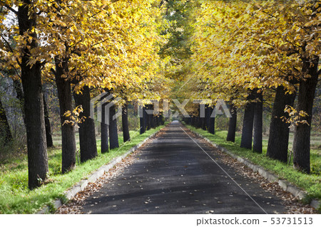 landscape autumn road park 53731513