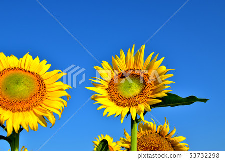 向日葵喜歡開花往藍天 向日葵喜歡開花往藍天 53732298