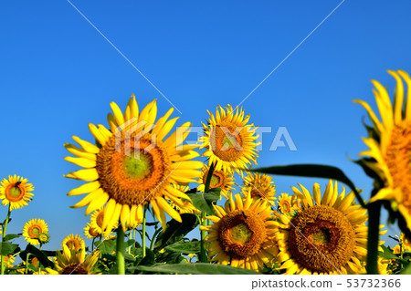 Sunflower like a blooming towards the blue sky Sunflower like a blooming towards the blue sky 53732366