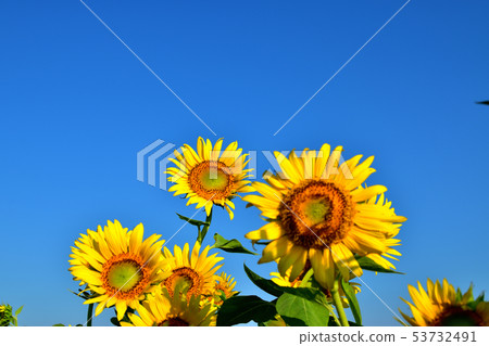 Sunflower like a blooming towards the blue sky 53732491