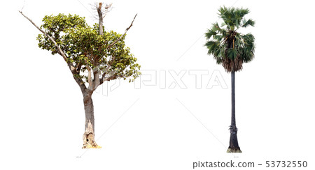 Isolate green tree. 53732550