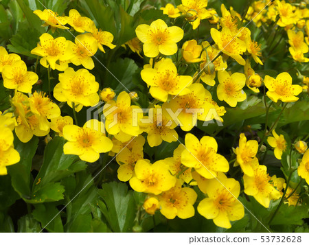 Yellow Marsh Marigold  King Cup Plant Caltha 53732628