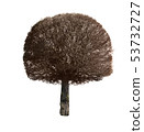 Tree isolated 53732727