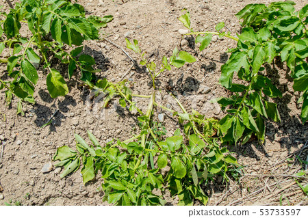 Potato cultivation, failure Potato cultivation, failure 53733597