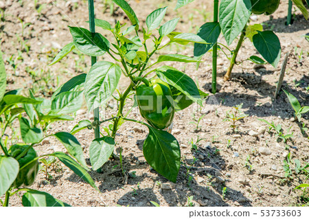 Cultivation of peppers and paprika 53733603