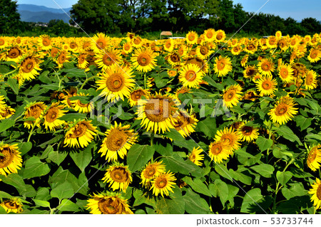 Blue sky and sunflower in full bloom Blue sky and sunflower in full bloom 53733744