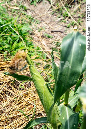 Cultivation of corn 53733796