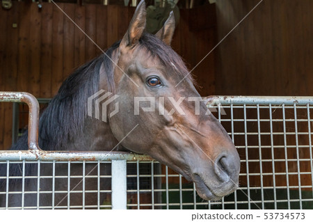 Horse with a face Horse with a face 53734573