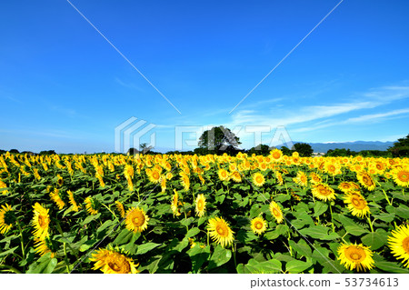 藍天和向日葵在盛開 53734613