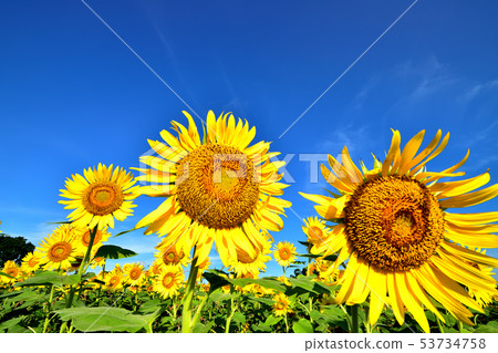 Blue sky and sunflower in full bloom 53734758