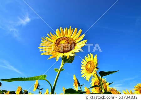 藍天和向日葵在盛開 藍天和向日葵在盛開 53734832