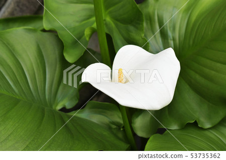 White color flowers that bloomed in the backyard 53735362