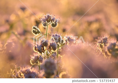 Lacy phacelia (Phacelia tanacetifolia) at dawn Lacy phacelia (Phacelia tanacetifolia) at dawn 53735437
