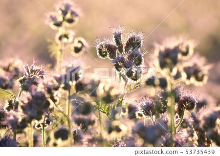 Lacy phacelia (Phacelia tanacetifolia) at dawn Lacy phacelia (Phacelia tanacetifolia) at dawn 53735439