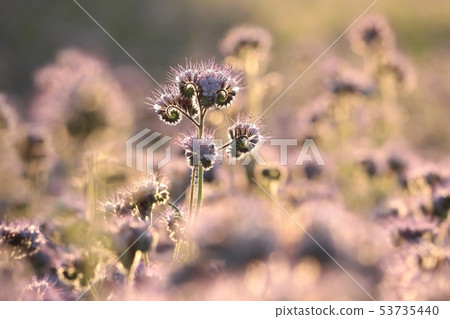 Lacy phacelia (Phacelia tanacetifolia) at dawn Lacy phacelia (Phacelia tanacetifolia) at dawn 53735440