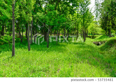 Forest 2 Forest 2 53735481