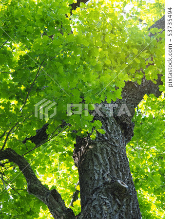 Green oak in the sun. Green natural background 53735494