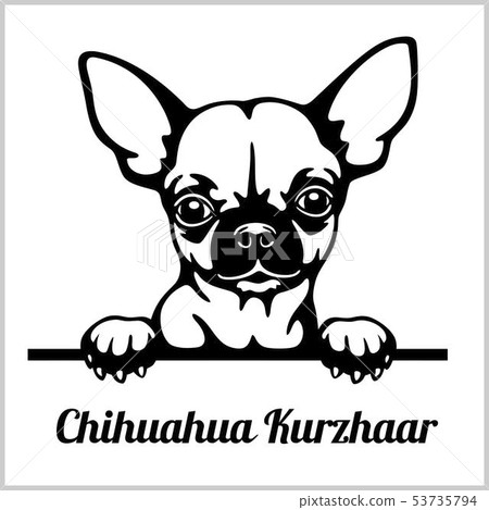 Chihuahua Kurzhaar - Peeking Dogs - breed face head isolated on white Chihuahua Kurzhaar - Peeking Dogs - breed face head isolated on white 53735794
