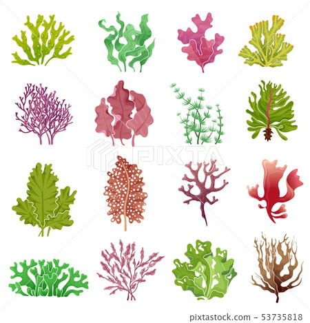 are seaweeds plants