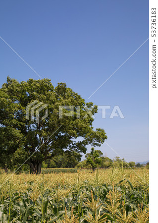 Corn June Corn June 53736183
