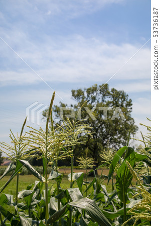 Corn June Corn June 53736187