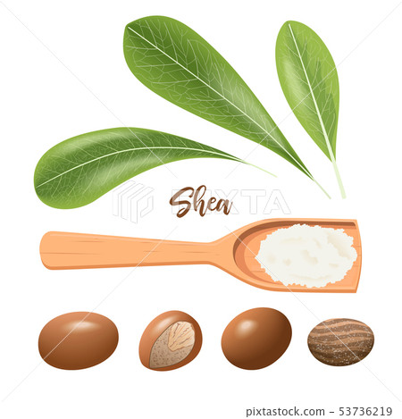 Shea nuts whole and cracked. Leaves and shea 53736219