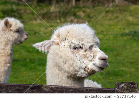 A close up image of an Alpaca A close up image of an Alpaca 53737140