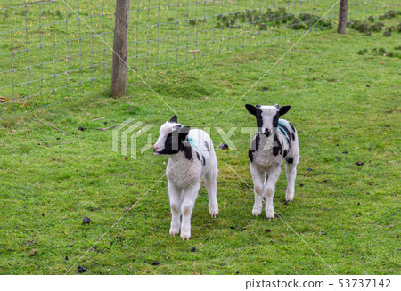 Two cute lambs in a green field Two cute lambs in a green field 53737142