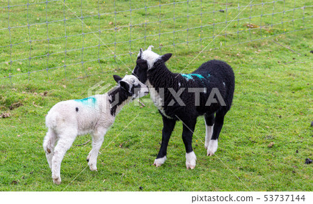 Two cute lambs in a green field Two cute lambs in a green field 53737144