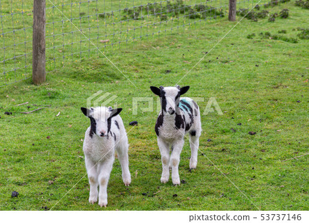 Two cute lambs in a green field Two cute lambs in a green field 53737146