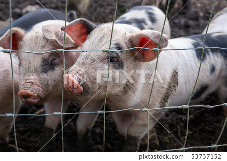Saddleback piglets behind the fencing of a pigsty 53737152