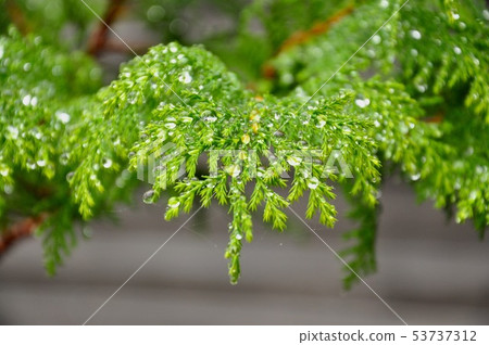 Small leaves - Japan 53737312