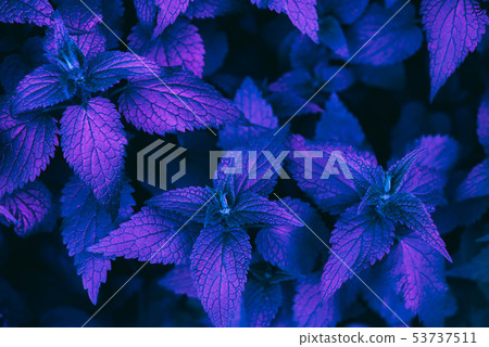 Beautiful dark background of green leaves. 53737511