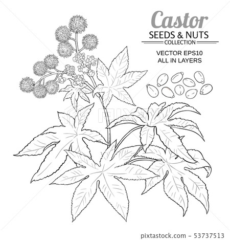 castor vector set 53737513