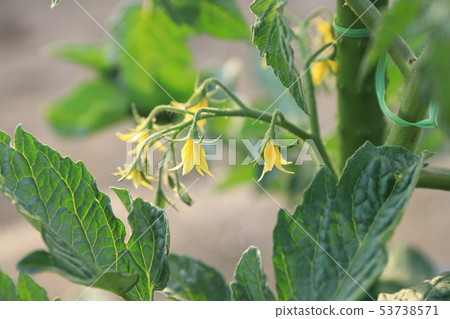 Tomato flowers 53738571