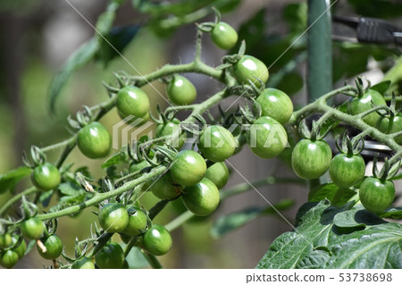 Mini tomato at home garden 53738698