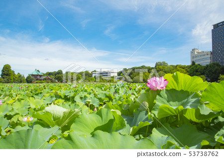 上野onshi公园shinobi池塘莲花 图库照片