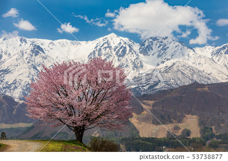 白馬，一朵櫻花和北阿爾卑斯山 53738877